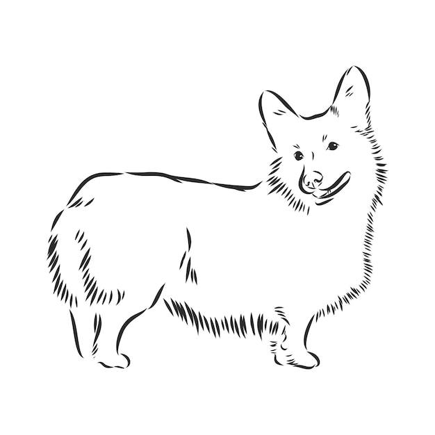 Вельш-корги собака эскиз, контур векторные иллюстрации