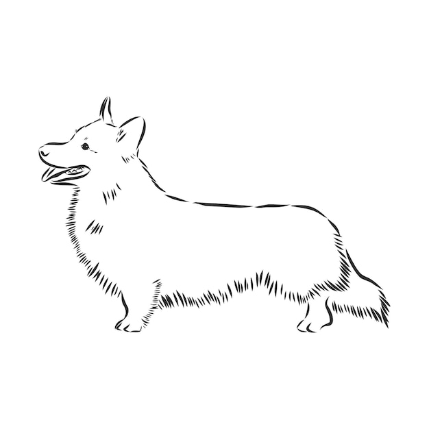 Welsh corgi-hondschets, contour vectorillustratie