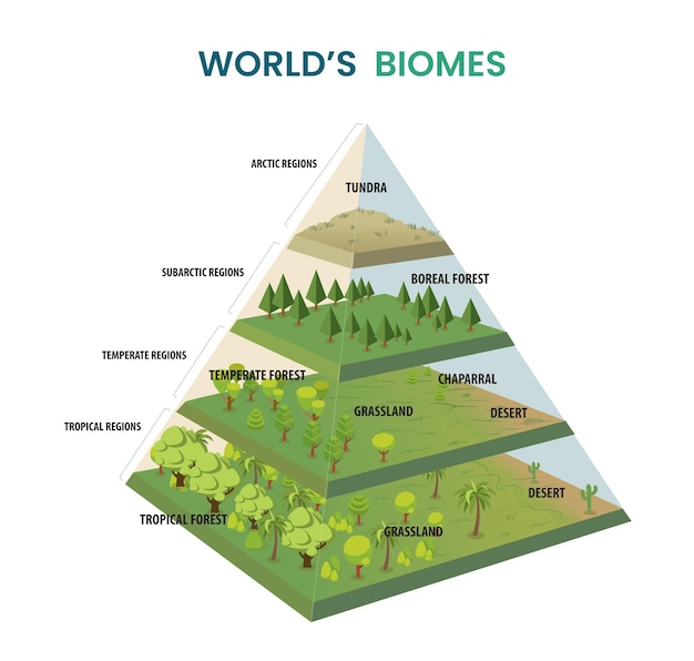 Wereldbiomen piramidediagram