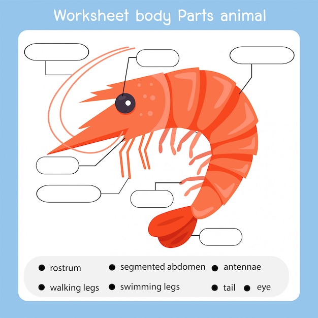 Werkblad lichaamsdelen garnalen dier