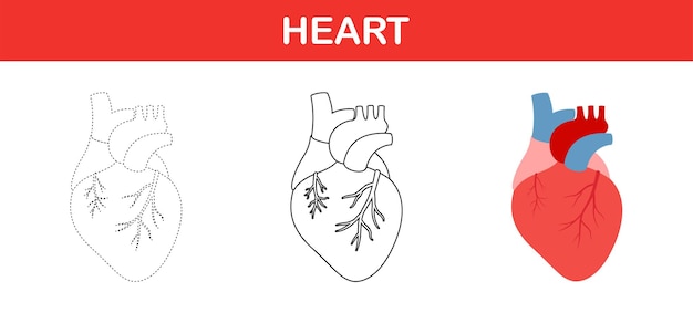 Werkblad voor het traceren en kleuren van menselijk hart voor kinderen