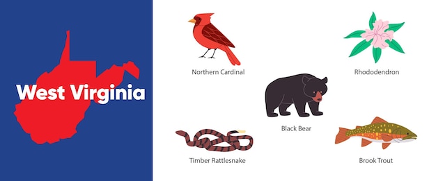 West Virginia states of symbol object timber rattlesnake rhododendron northern cardinal bird