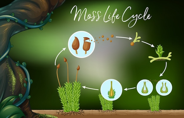 Wetenschap vector van moss life cycle