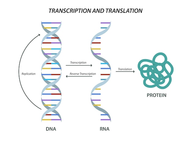 Wetenschappelijk biologisch model DNA- en RNA-transcriptie en -translatie