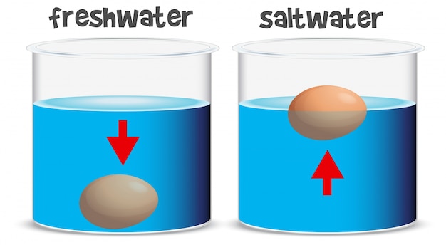 Wetenschappelijk experiment voor zoetwater en zoutwater