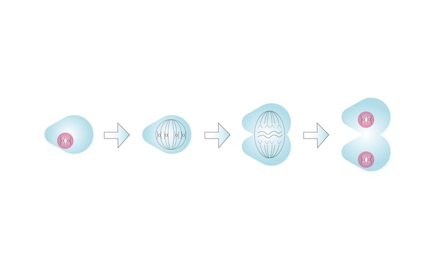 Vector wetenschappelijk ontwerp van meiose fasen kiemcelverdeling proces kleurrijke symbolen vector illustratie