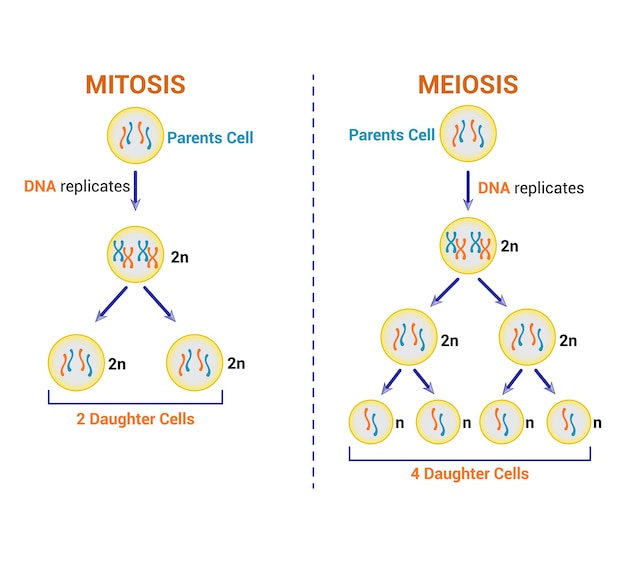 Vector wetenschappelijk ontwerpen van verschillen tussen mitose en meiose mitosis meiose vector illustratie