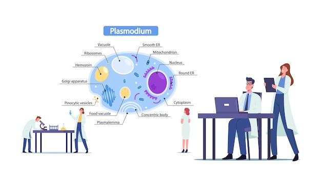 Vector wetenschappers mannelijke en vrouwelijke personages leren plasmodiumparasieten. tiny microbiologie arts bij enorme infographics presenteren cel binnenaanzicht met alle onderdelen. cartoon mensen vectorillustratie