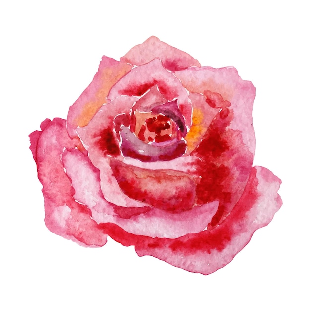 Wetercolor rose