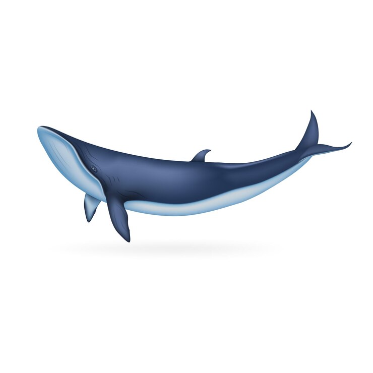 Vector whale icon realistic illustration of whale vector icon for web design isolated on white background