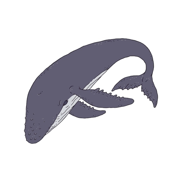 Vector whale jumping playful aquatic animal contour line doodle vector illustration