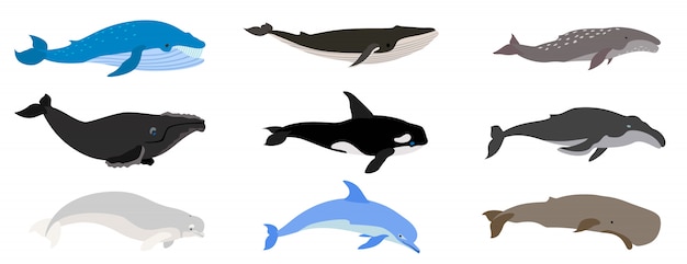 Vector whale set, flat style