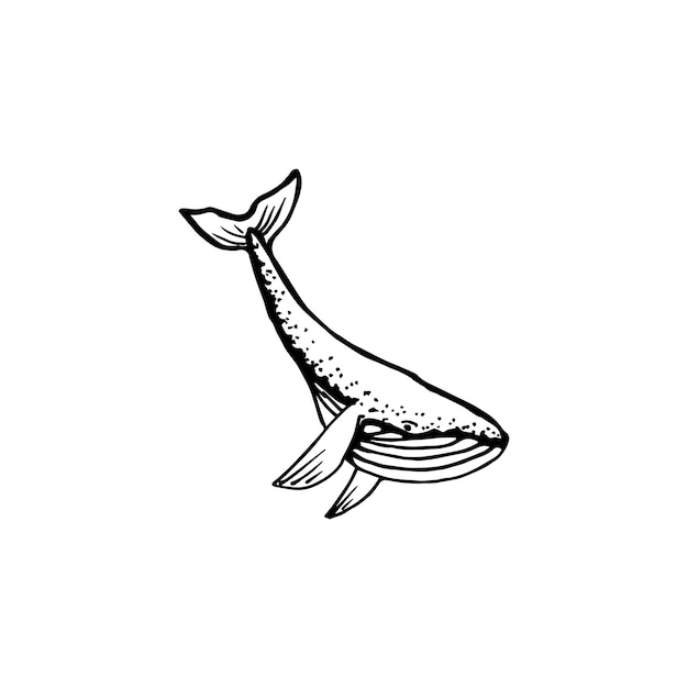 Whale sketch. Hand-drawn vector illustration. Isolated on white.