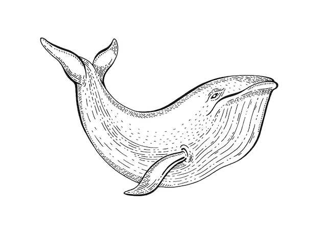 クジラスケッチヴィンテージベクトルイラスト海の動物手描き線画シロナガスクジラインク刻まれたd