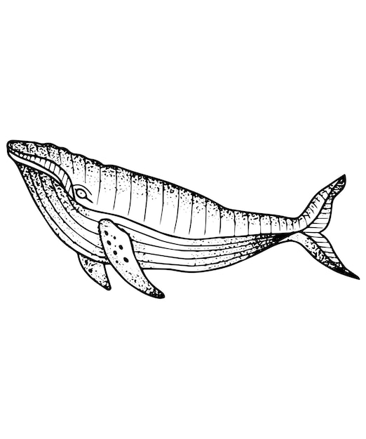 Vector whale vector illustration dot work black