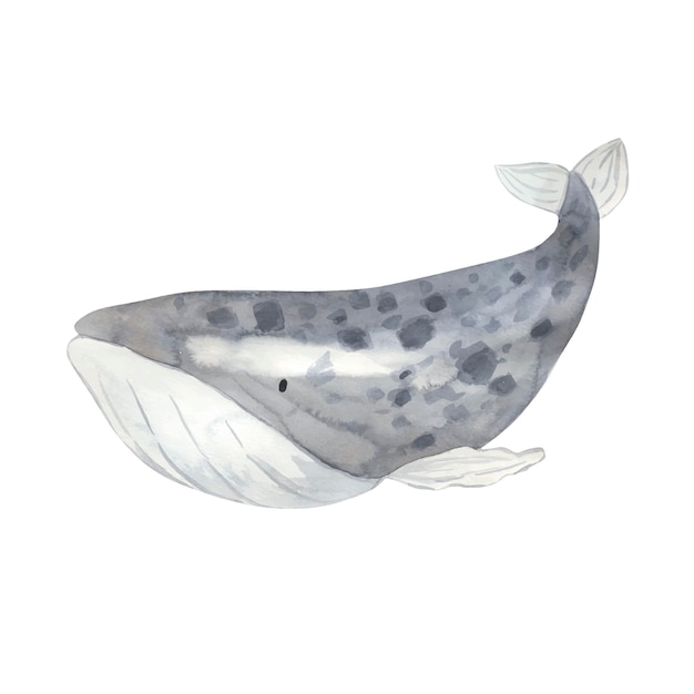 Whale watercolor illustration for kids