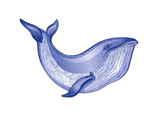 Schizzo ad acquerello di balena illustrazione vettoriale vintage mare animale disegnato a mano linea arte balena blu inciso disegno ocean vita acqua colore design per realistico tatuaggio retrò stampa parola oceani giorno icona