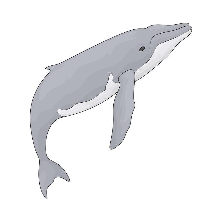 Vector 고래
