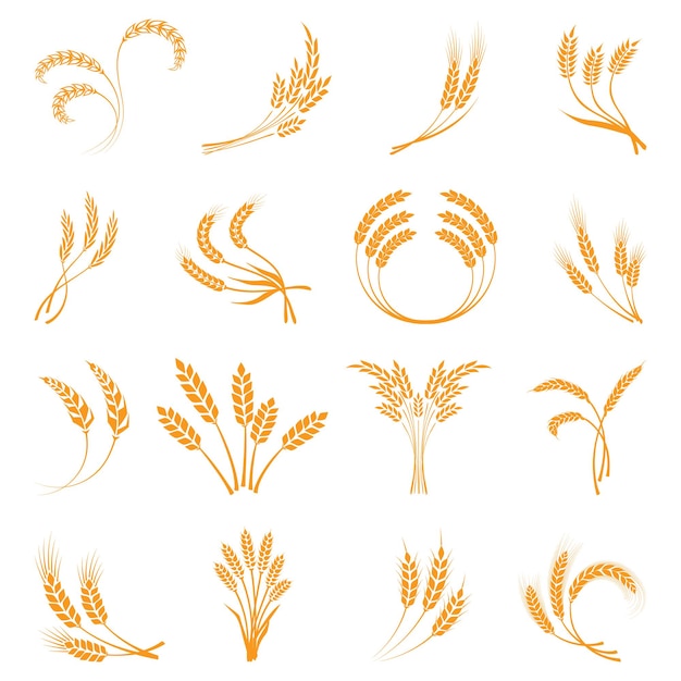 Vector wheat. agriculture, corn, barley, stalks