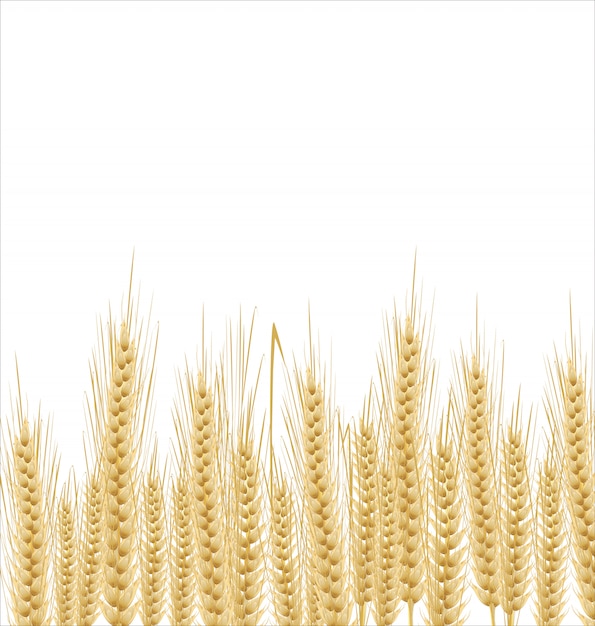 Wheat background