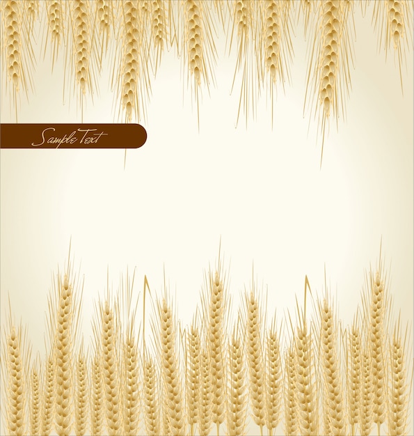 Vector wheat background