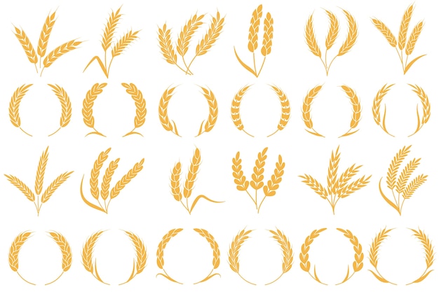 Vector wheat or barley ears. golden grains harvest, stalk grain wheat, corn oats rye barley organic flour agriculture plant  bread pattern and frame shape collection