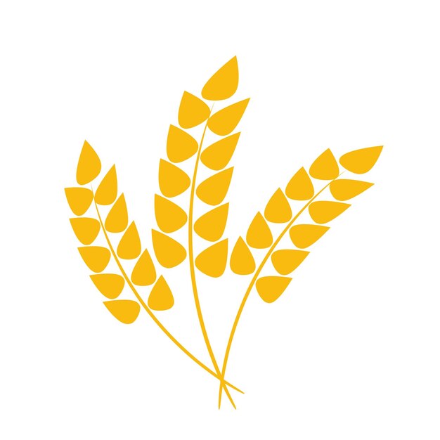 Vector wheat or barley ears harvest wheat grain growth rice stalk and whole bread grains or field cereal