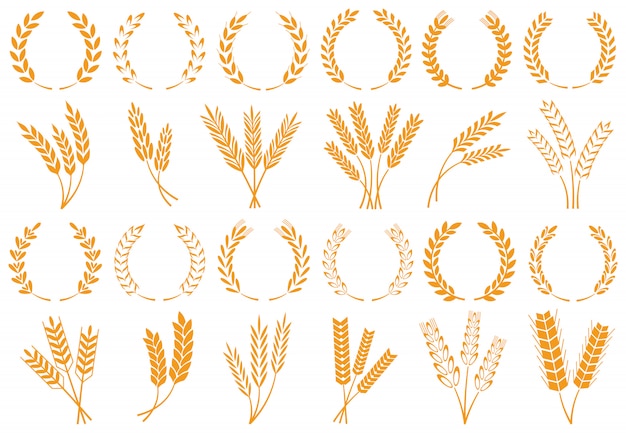 Vector wheat or barley ears