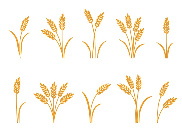 Wheat barley rice icon hand drawn