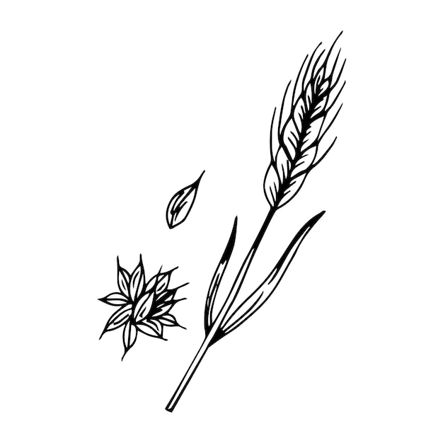 Vector wheat bread ears cereal crops sketch.