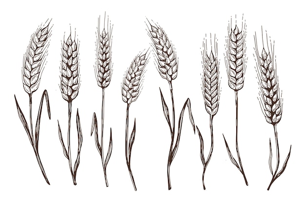 Vector wheat bread ears hand drawn vector illustration