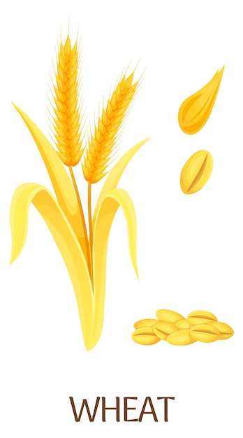 Wheat crop illustration Cartoon farm seed plant