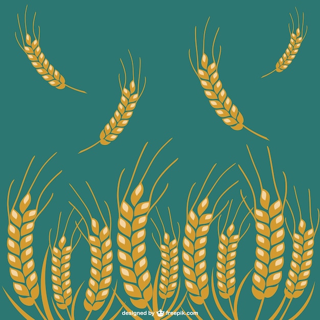 Wheat crops