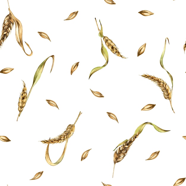 Vector wheat ear barley watercolor seamless pattern on white background spikelet of rye malt stalk hand