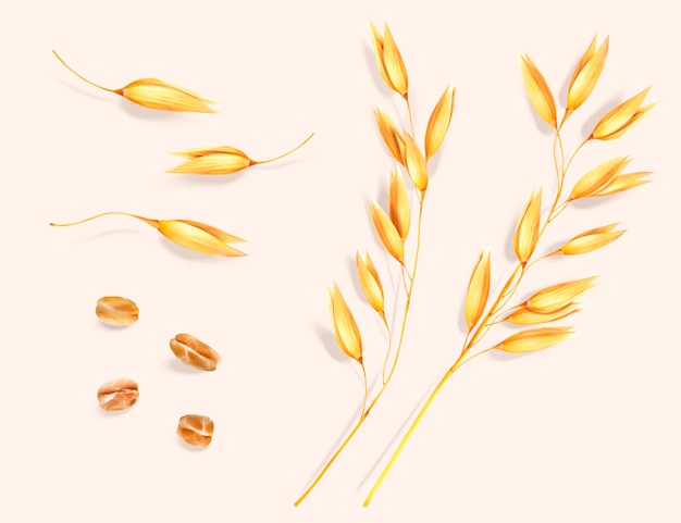 Wheat ear and grain elements set