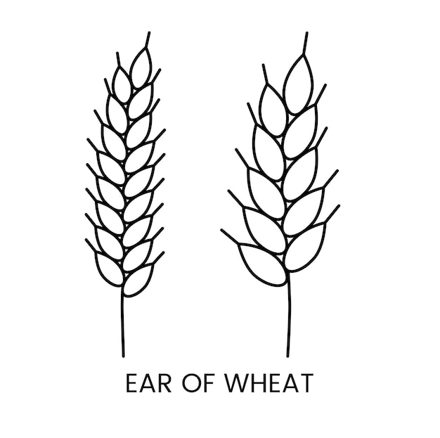 Vector wheat ear vector line icon illustration of grain crop