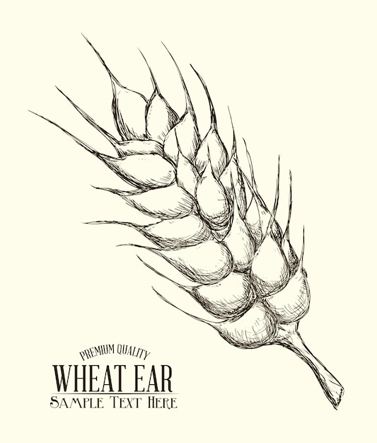 Vector wheat ear