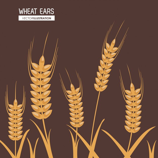 Vector wheat ears, farm and agriculture concept, ve