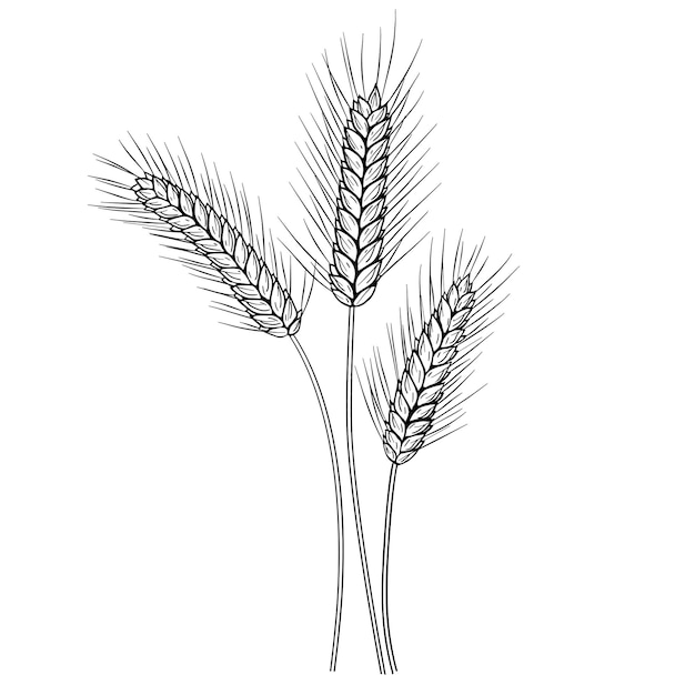 Wheat ears hand-drawn ink vector