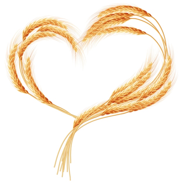 Wheat ears Heart isolated on the white.