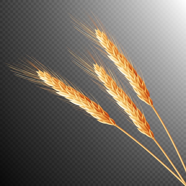 Vector wheat ears isolated.