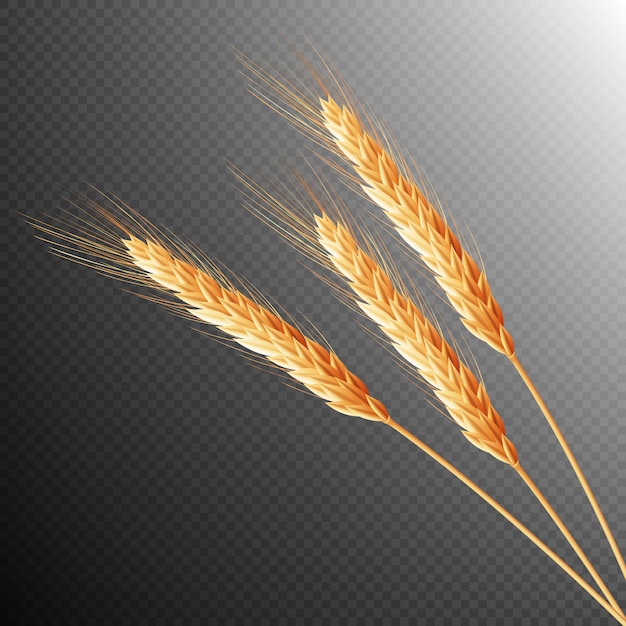 wheat ears isolated.