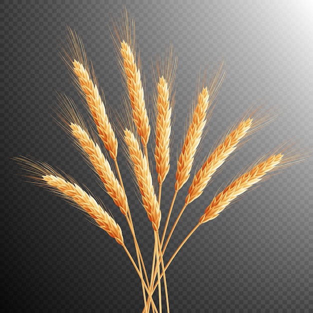 Vector wheat ears isolated.