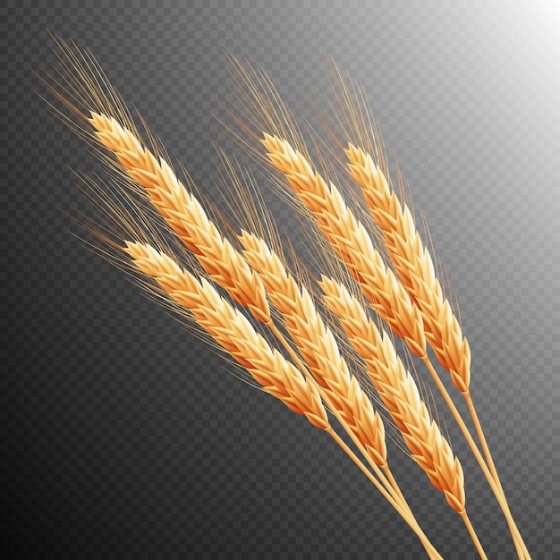 Vector wheat ears isolated.