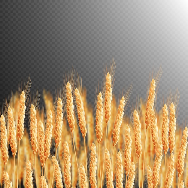 wheat ears isolated. 