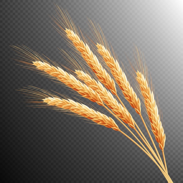 Vector wheat ears isolated.