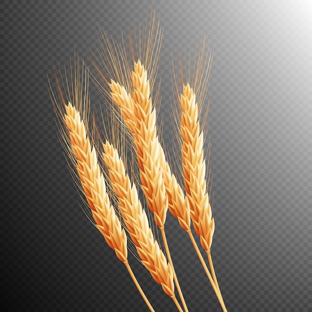 Wheat ears isolated. 