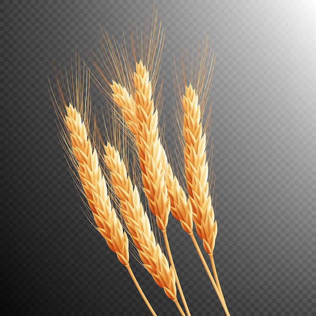 Vector wheat ears isolated.