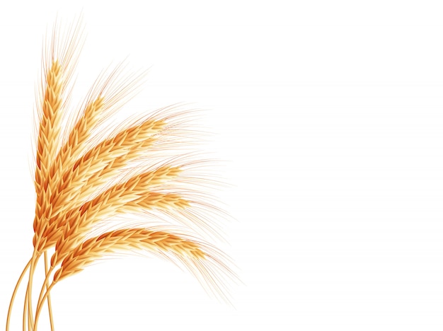 Wheat ears isolated