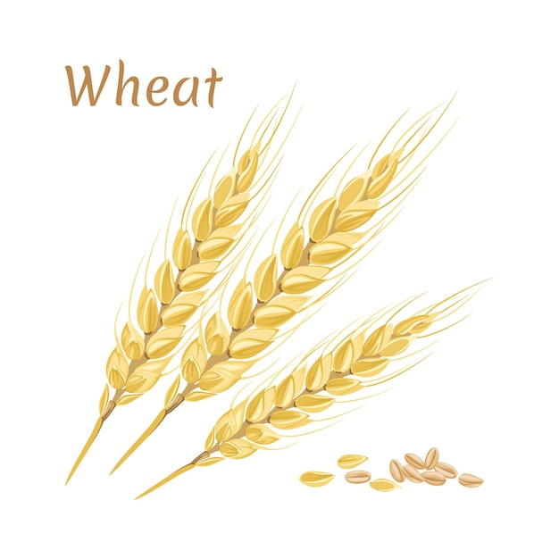 wheat ears and seeds